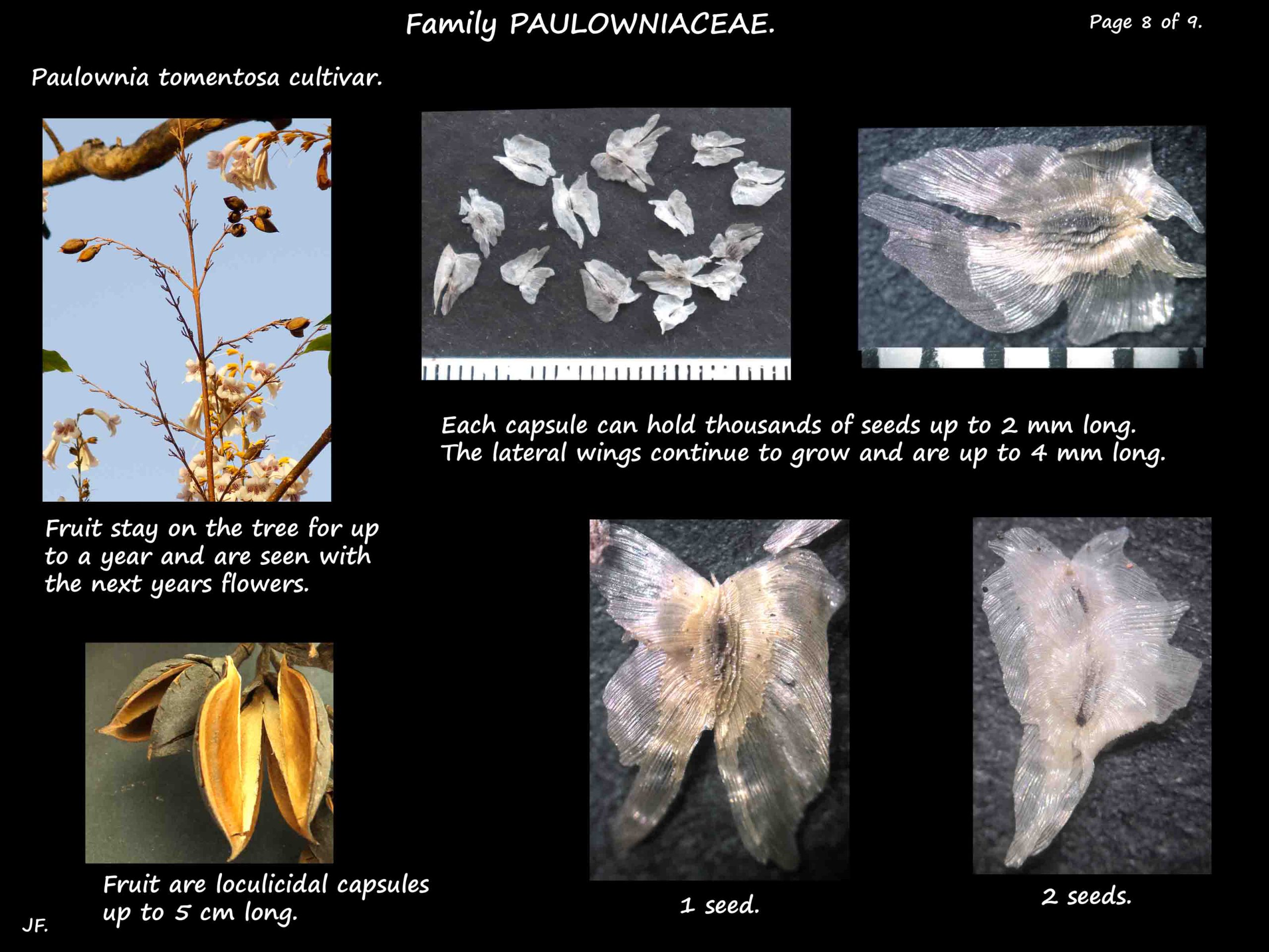 8 Paulownia capsules & seeds